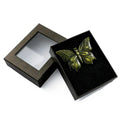 Insect Clips